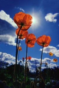 Poppies in a Meadow