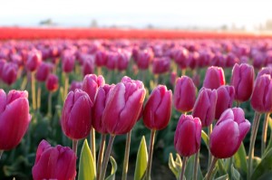 colorful tulip fields