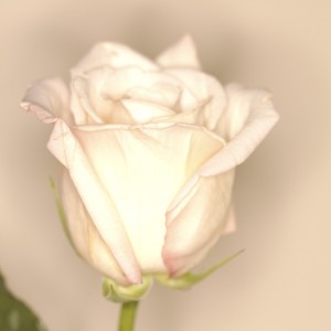 White Rose --- Image by © Royalty-Free/Corbis