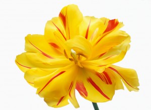 Yellow Flower with Red Stripes