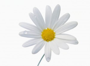 ca. 2001 --- White Daisy --- Image by © Royalty-Free/Corbis