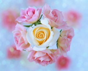 White and Pink Roses