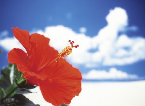 Red Hibiscus Flower